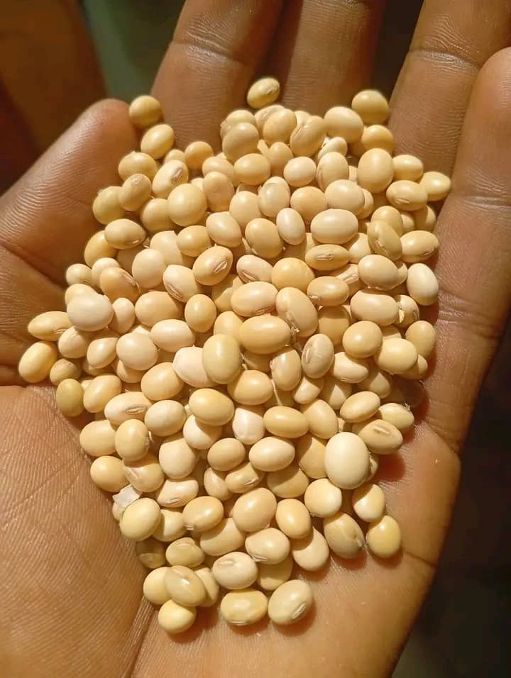 Soybean
