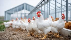 Health Pro Feed Manufacturing